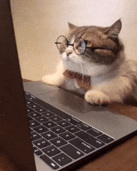 Cat looking at PC GIF